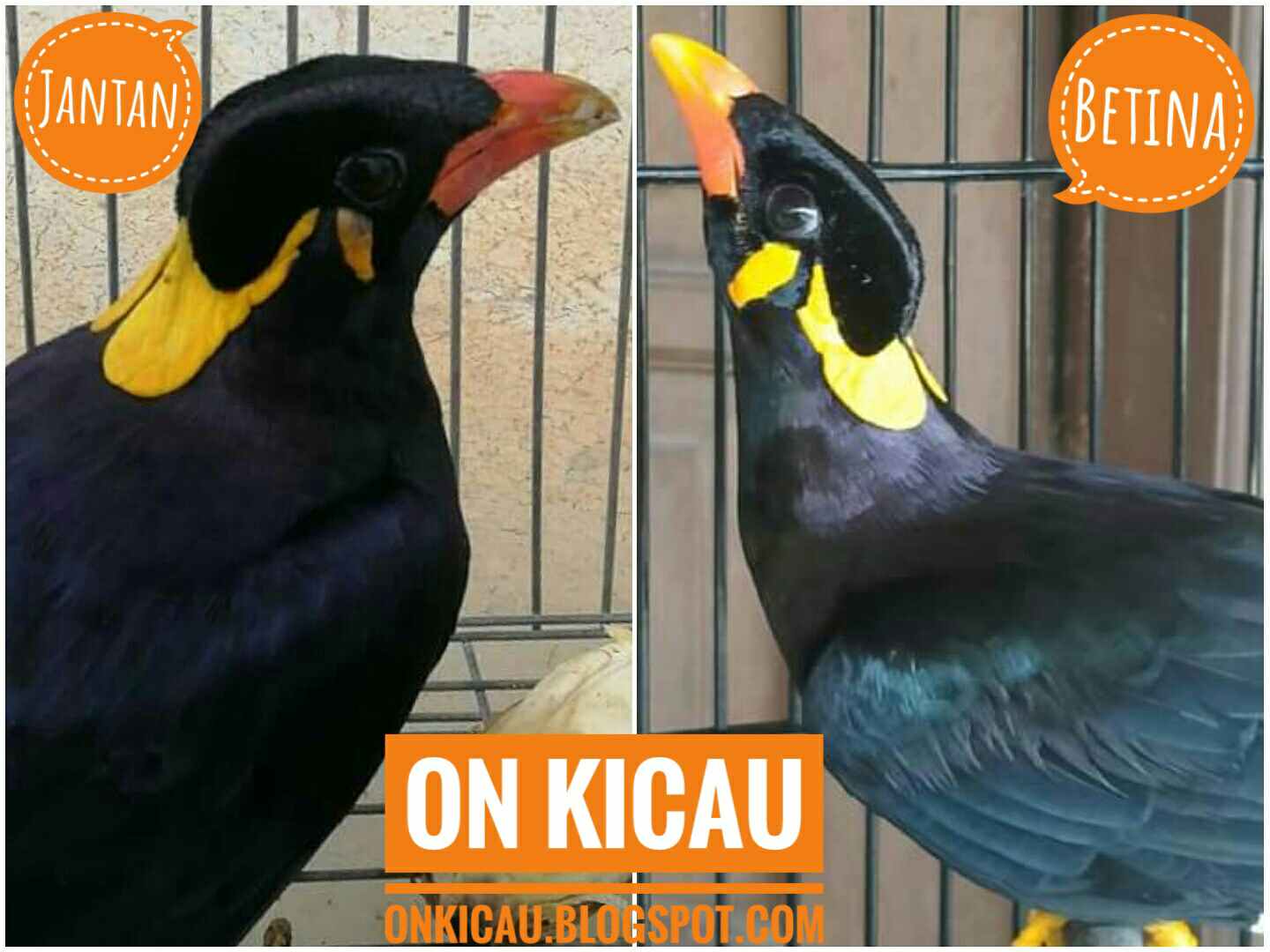 Ciri Ciri Burung Beo Nias Jantan Dan Betina On Kicau