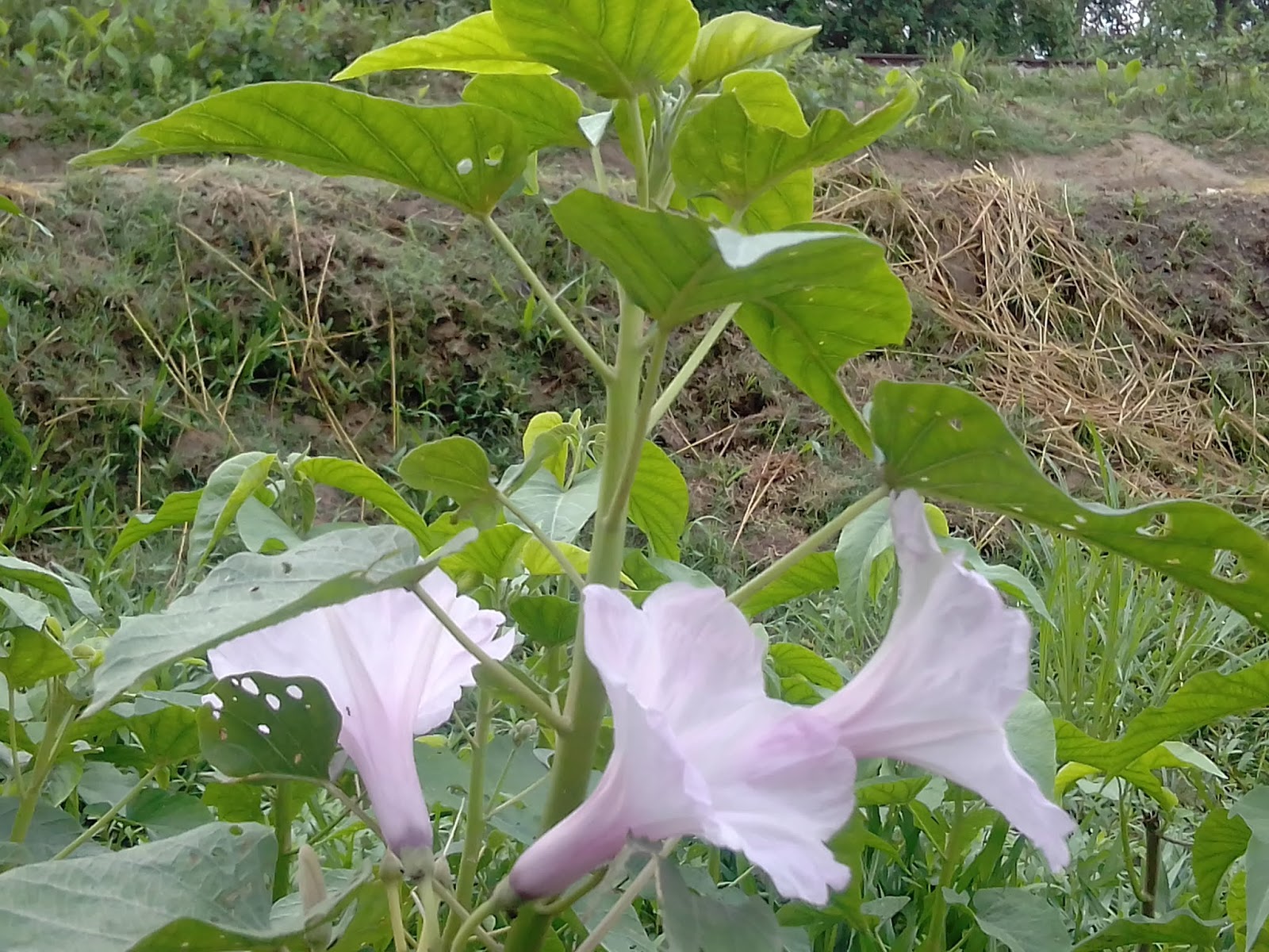 Worldwide Photographer Kolmi flower of Bangladesh