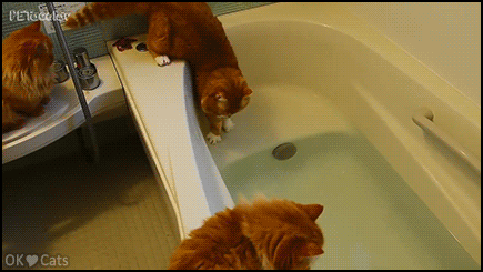 Funny Cat GIF • Big clumsy ginger cat falling in bathtub full of water. HELP, huge mistake [cat-gifs.com]