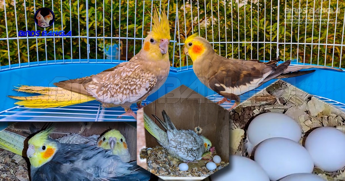 How Many Eggs Does A Cockatiel Birds Lay & How Long Does It Take to Hatch?