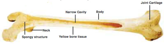 The Fact Of Creation: The Structure Of Bones