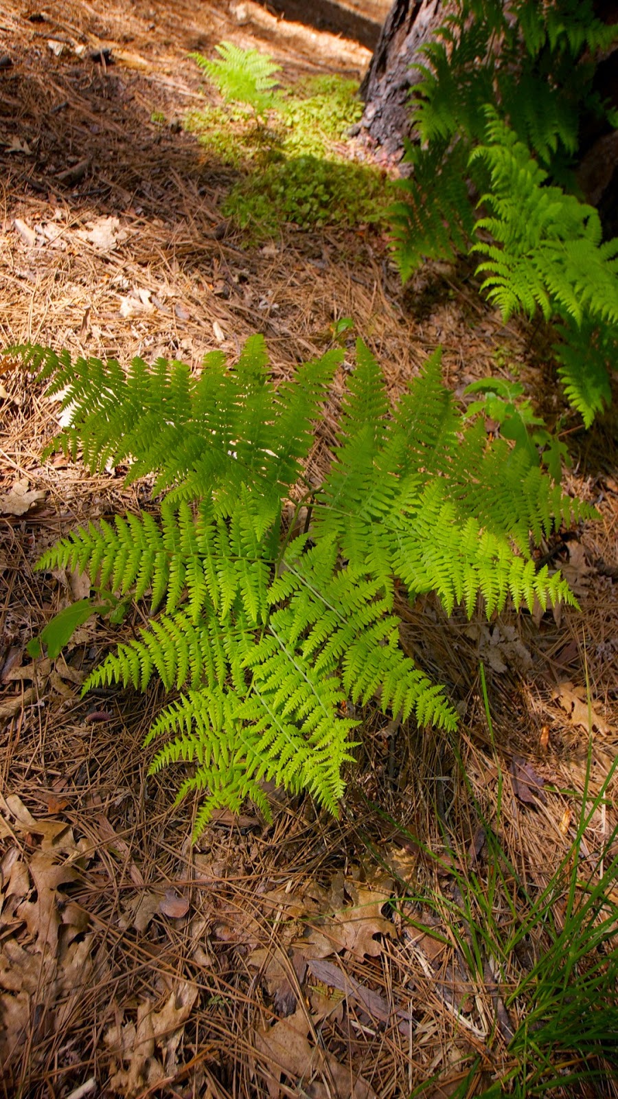 Ciri Ciri Tumbuhan paku  Pteridophyta Kopi ireng com