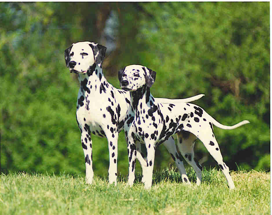 Dalmatians Animals Library