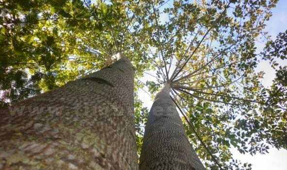Pohon Jabon Anthocephalus cadamba