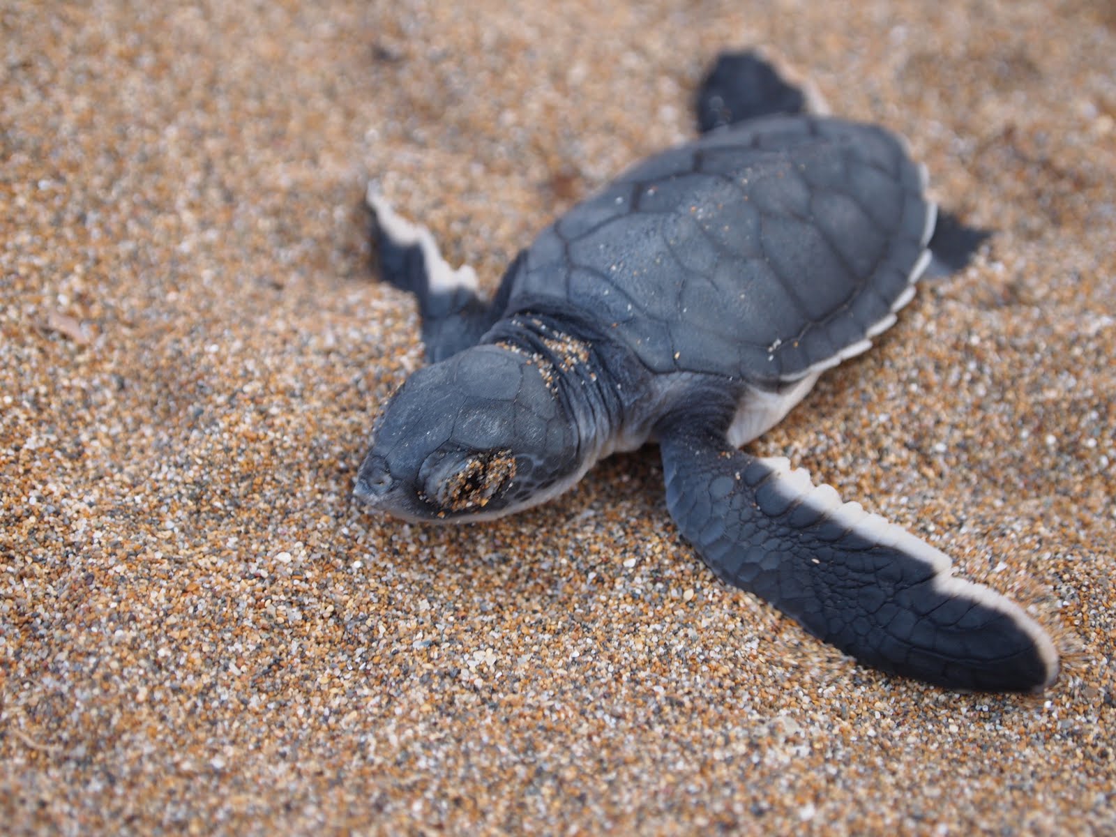 Tag a Turtle: Marine Turtle Conservation Project Northern Cyprus