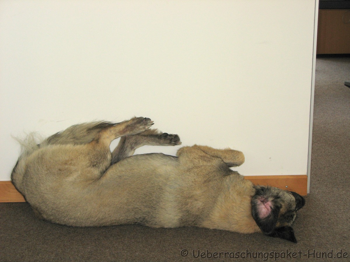 Überraschungspaket Hund ein Hundeblog der zeigt, wie unterschiedlich