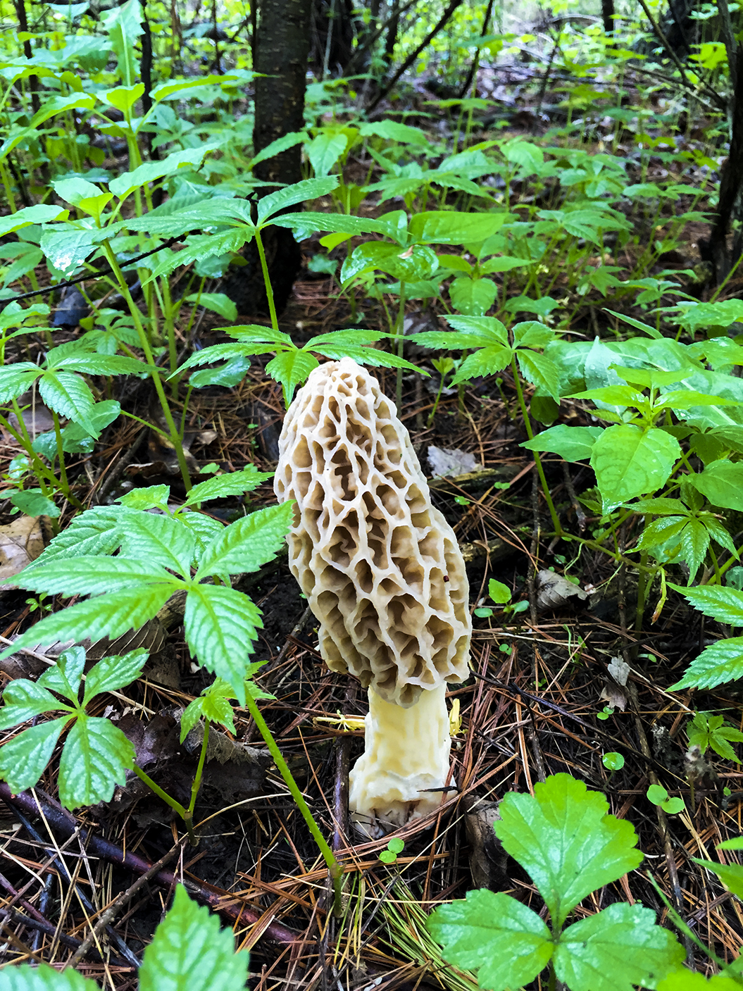 Morels along the Ice Age Trail