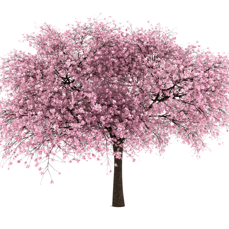 Featured image of post View 18 Cherry Blossom Tree Drawing Png