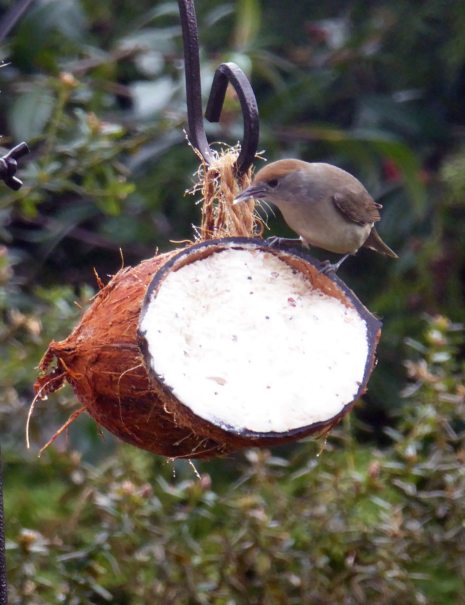 Wild and Wonderful Female Blackcap, Latest Species at the New Feeder