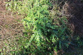 Les Petites Herbes Confection D Un Herbier Hivernal Sous Forme De