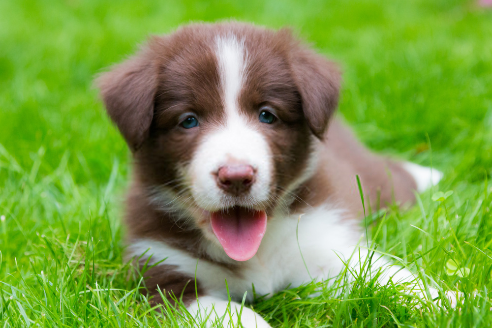How to Train a Border Collie Puppy Common Mistakes to Avoid