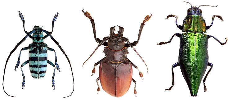 Tree pruning to reduce the risk of boring insect infestation and disease