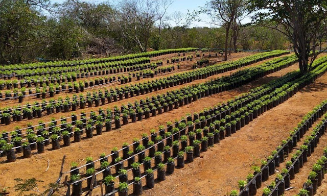Polícia Militar erradica 126 mil pés de maconha em Mirangaba