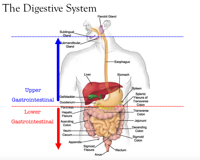 [DIAGRAM] Diagram Of Intestinal Track - MYDIAGRAM.ONLINE