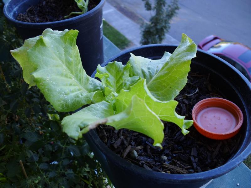 Nevada Lettuce Greens and Machines