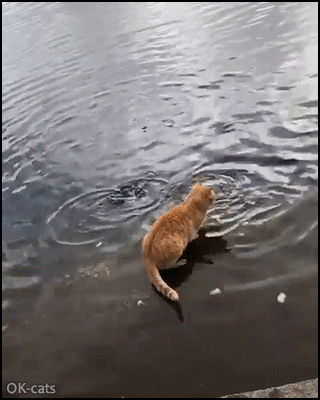 Amazing Cat GIF • Who needs fishing rods when we have Ninja cats to go fishing for us?! Amazing Cat GIF • Who needs fishing rods when we have Ninja cats to go fishing for us?!