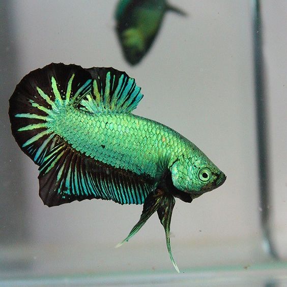 Ciri Ciri dan Karakteristik Ikan Cupang Aduan Ciri Ciri dan Karakteristik Ikan Cupang Aduan