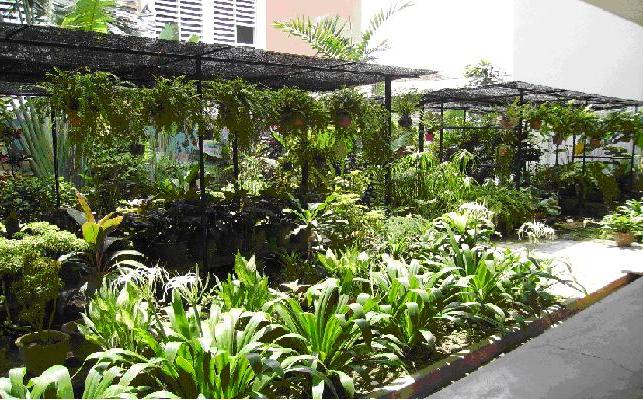 Cara Membagun Tanaman Obat Keluarga Di Halaman Rumah Anda - Ramuan Obat