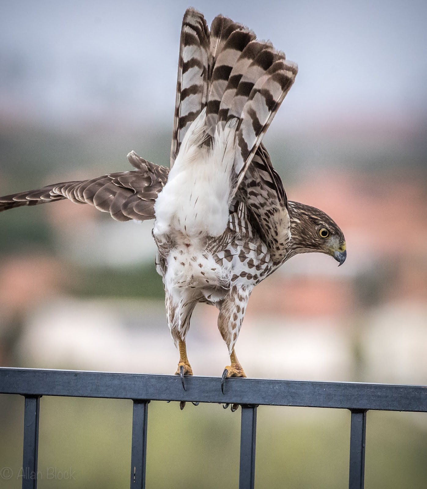 Feather Tailed Stories Cooper's Hawk Portraits