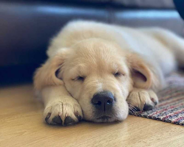 Why Do Dogs Bark In Their Sleep? Understanding Your Dog's Sleeping