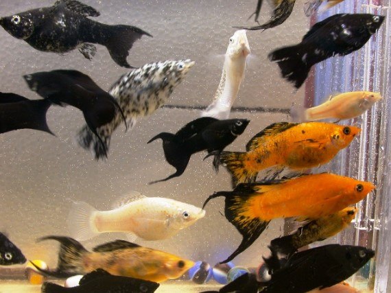 Jenis Jenis Ikan Molly Jenis Jenis Ikan Molly