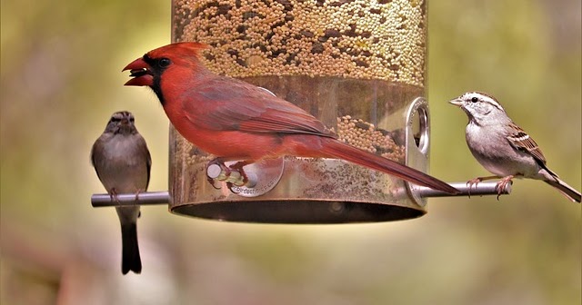 Birds eating white proso millet