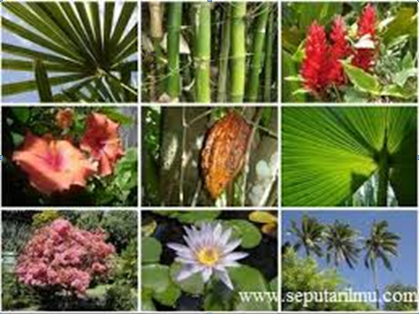 Flora Dan Fauna Dan Alam Benda  Belajar