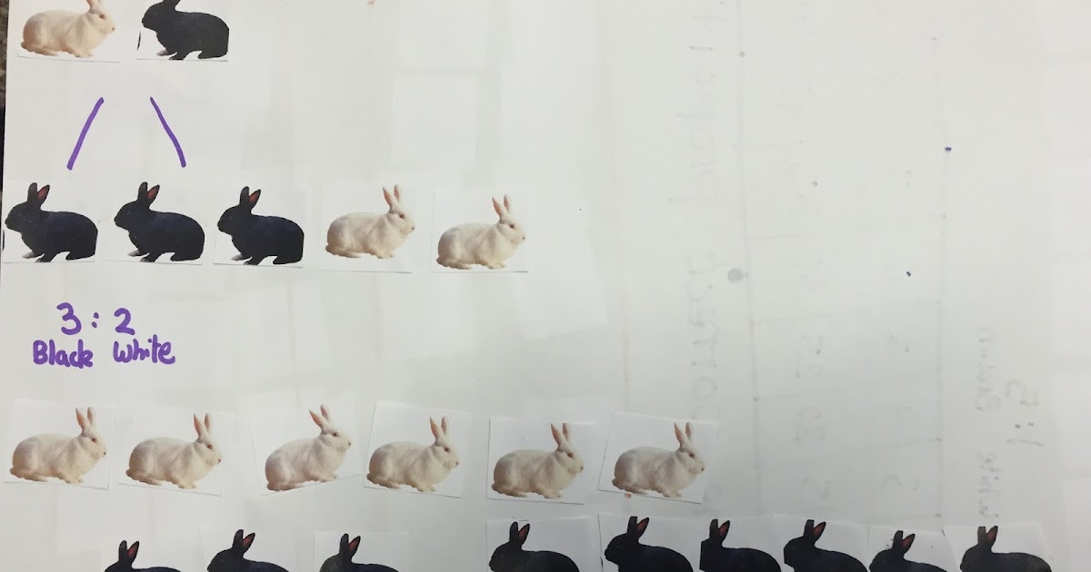 Enquiry-Based Maths: Rabbit Proportions