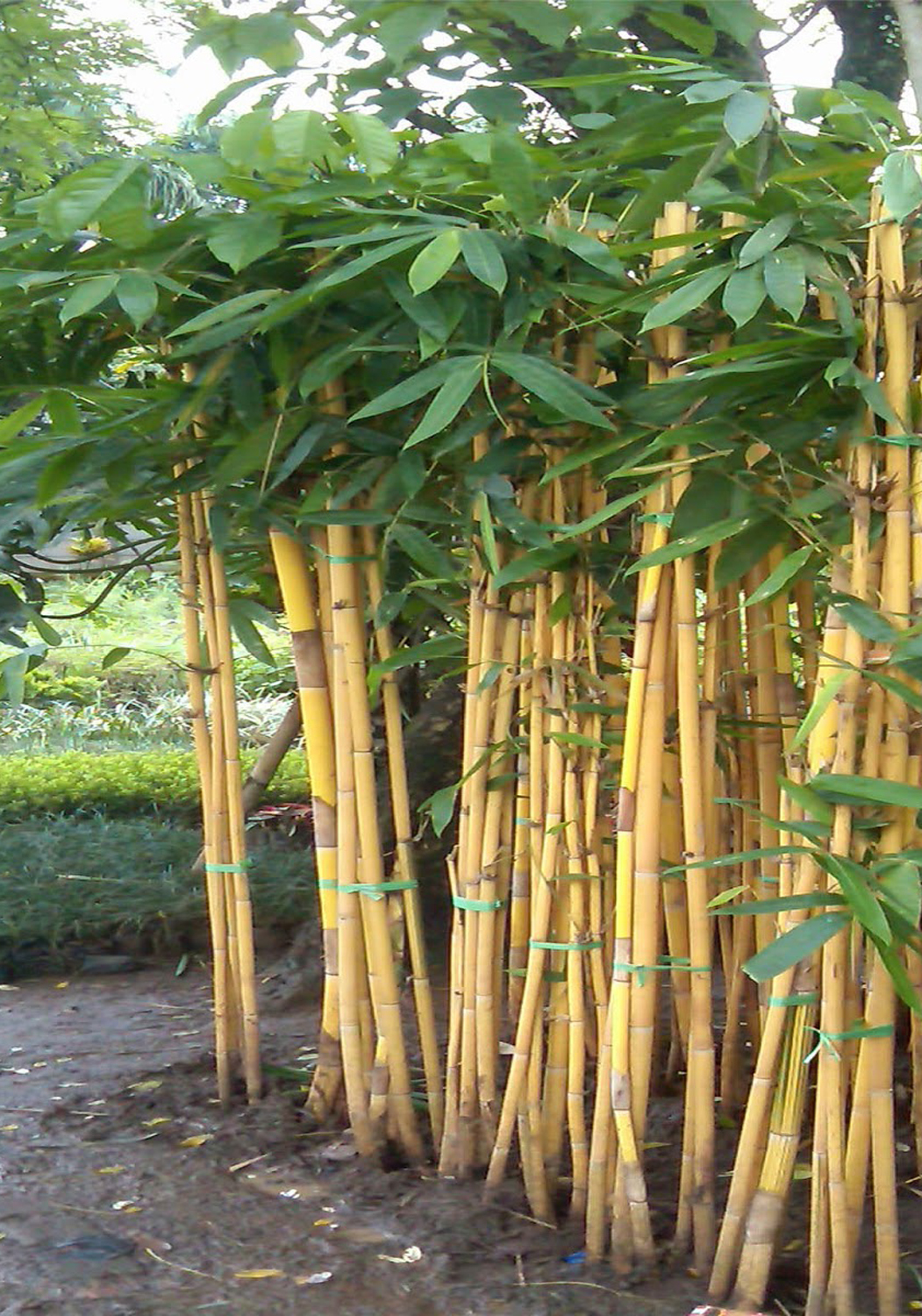  bambu  bambu  hias bambu  panda bambu  kuning  LOVE GREEN