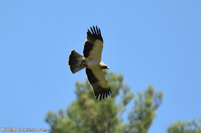 Àguila calçada (Hieraaetus pennatus)