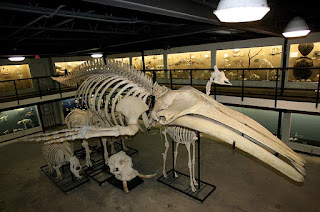 Kambur balina iskeleti