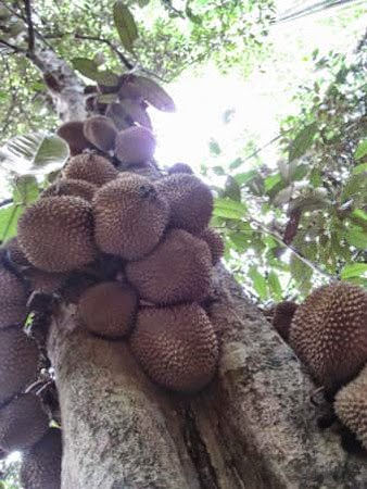 Durian Kura Kura - Gambar 7