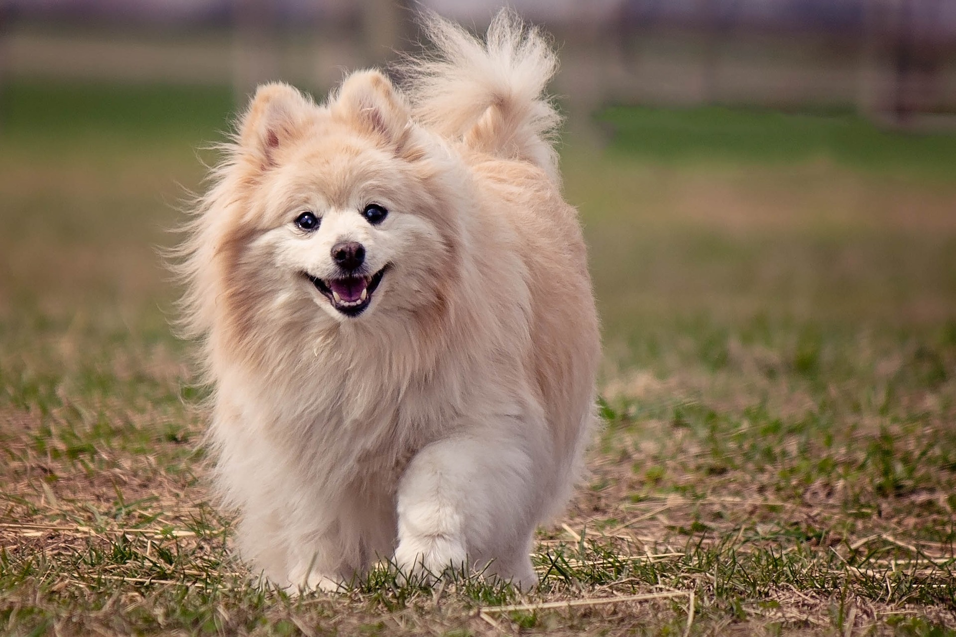 10 Fluffiest Dog Breeds Ever