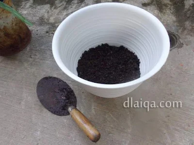 taruh tanah sekitar tinggi 3-4 cm ke dalam pot