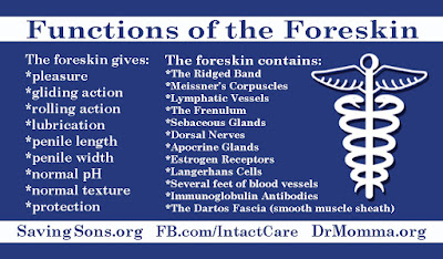 Functions of Foreskin