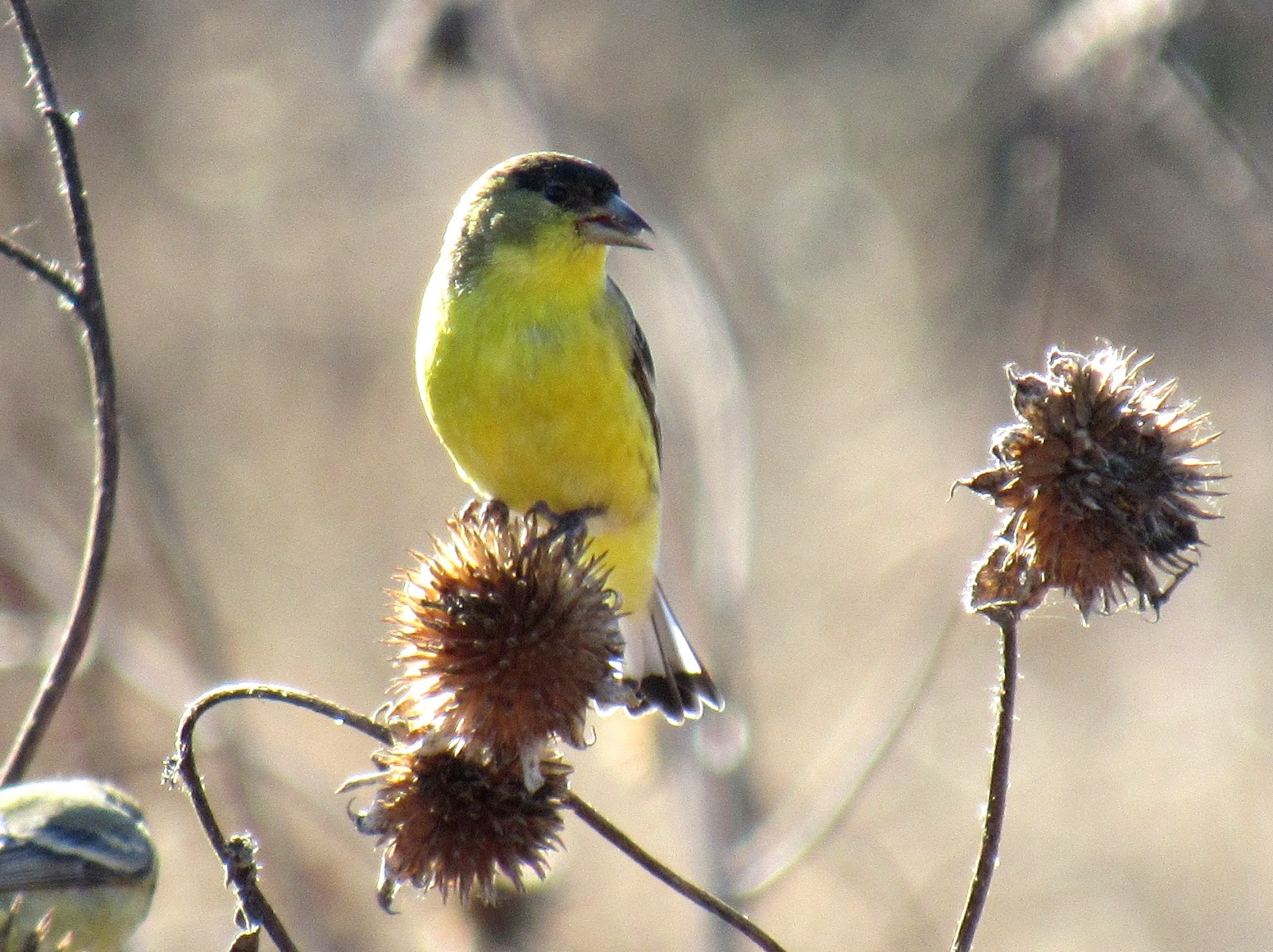 Lesser Goldfinch Vs American Goldfinch