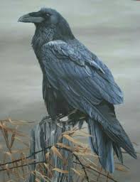 The tail feathers of a raven are alive as a black lupine