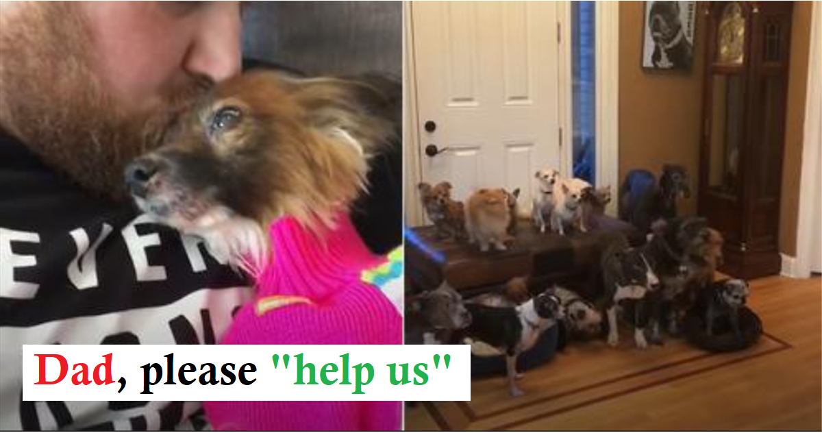 Couple Save All of the Senior Dogs from Shelters That Nobody Else Wants