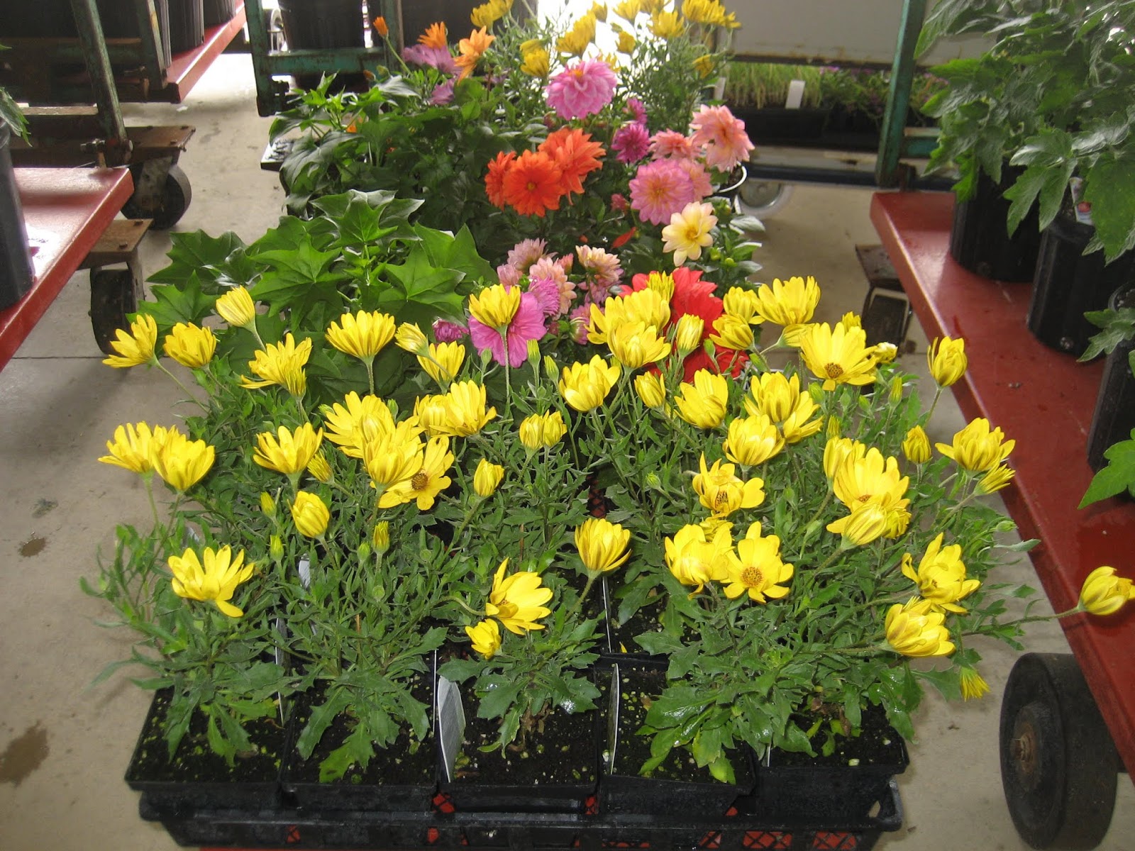 Owl Creek Produce Auction Market report from yesterday April 29