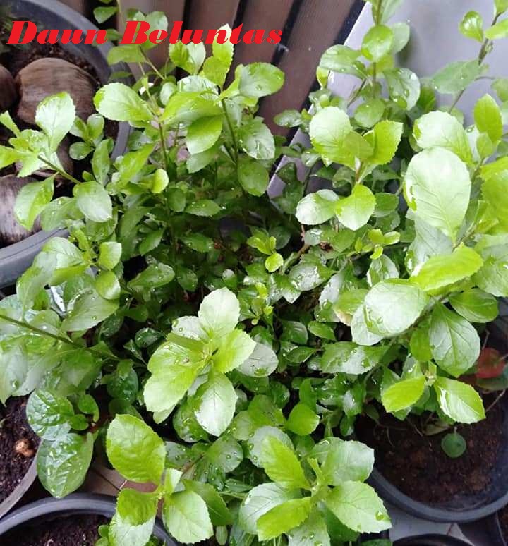 Manfaat Daun Beluntas dan Cara Pengolahannya - KUMPULAN TUTORIAL