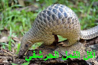 كل ما يجب معرفته حول فيروس كورونا علاج كورونا المستجد