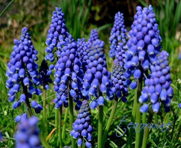 gargoyles and grotesques. gargoyles and grotesques
