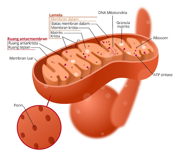 Struktur sel mitokondria