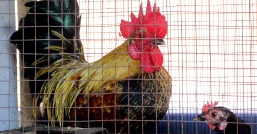 Essay tentang hewan peliharaan 07 picture