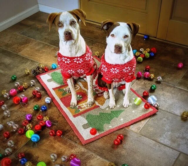 dog christmas photos