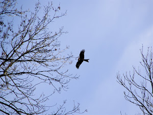 Red Kites overhead