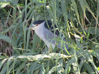 Colusa National Wildlife Refuge