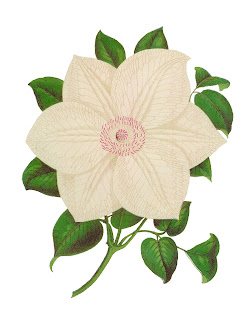 antique Clematis Perpetual White image flower botanical artwork illustration digital stock image