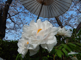 鶴岡八幡宮・桜と春ぼたん