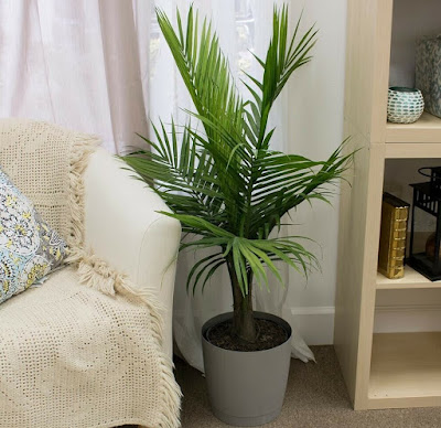 Palmenarten Zimmerpflanzen